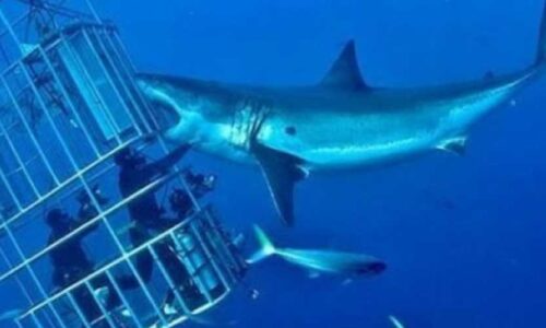 Shark diving Tours