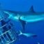 Shark diving Tours