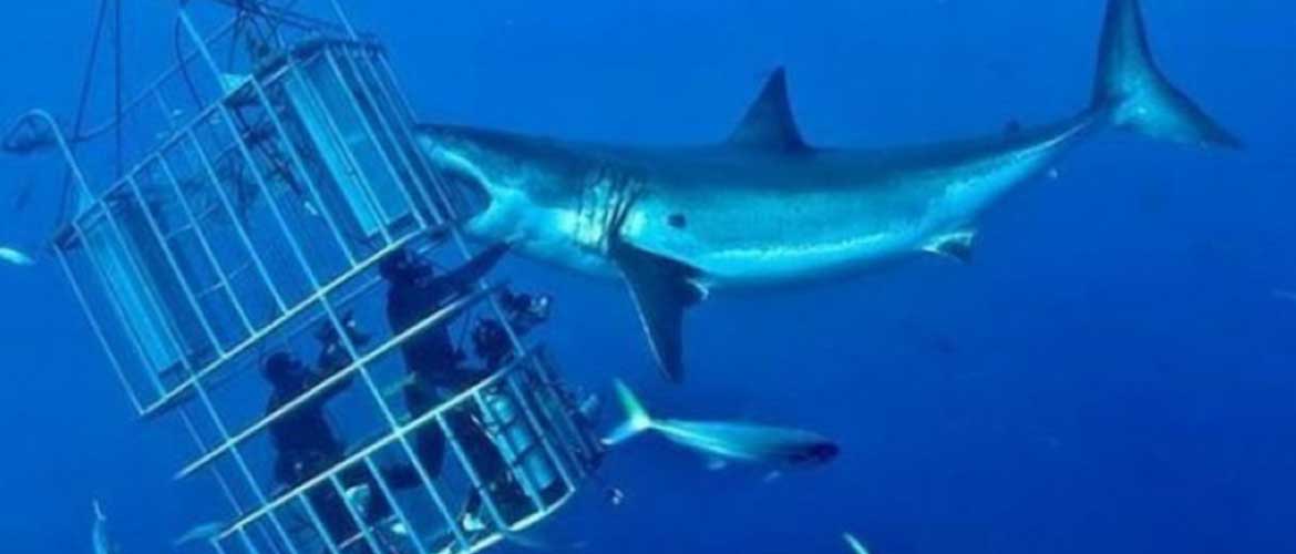 Shark diving Tours